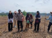 Penanaman Jagung Kuartal I 2026 di Desa Pulau Negara, Polsek BP Peliung Dukung Ketahanan Pangan Daerah