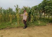 Bripka Bobi Juanda Pantau Lahan Jagung Warga, Polsek Madang Suku I Dukung Ketahanan Pangan Nasional