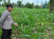 Pantau Lahan Ketahanan Pangan, Polsek BP Peliung Optimalkan Budidaya Jagung Warga