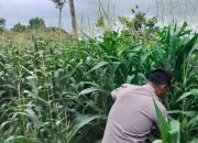 Kanit Patroli Polsek BP Peliung Pantau Lahan Jagung, Dorong Kemandirian Pangan Warga