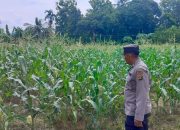 Perkuat Ketahanan Pangan, Polsek BP Peliung Intensifkan Pemantauan Lahan Jagung Binaan