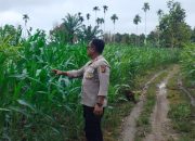 Bhabinkamtibmas Polsek BP Peliung Aktif Dampingi Warga Kembangkan Lahan Jagung Binaan