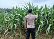 Pantau Lahan Jagung di Desa Banu Mas, Kanit Bimas Polsek BP Peliung Dorong Ketahanan Pangan Berkelanjutan