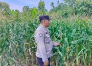 Anggota Polsek BP Peliung Pantau Pertumbuhan Jagung, Perkuat Ketahanan Pangan di Desa Banu Mas