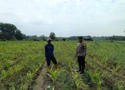 Dukung Ketahanan Pangan Nasional, Polsek Madang Suku I Pantau Lahan Jagung Warga