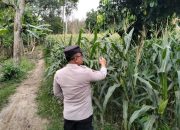 Bhabinkamtibmas Polsek BP Peliung Pantau Pertumbuhan Jagung, Dukung Ketahanan Pangan Nasional