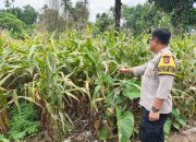 Bhabinkamtibmas Polsek BP Peliung Rutin Pantau Lahan Jagung di Desa Saung