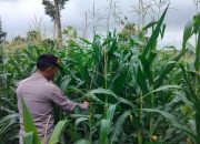 Kanit Patroli Polsek BP Peliung Tinjau Lahan Jagung di Negeri Agung, Perkuat Program Ketahanan Pangan