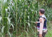 Bhabinkamtibmas Polsek BP Peliung Pantau Lahan Jagung di Desa Banu Ayu, Dukung Kemandirian Pangan