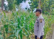 Aiptu Rusmiyadi Pantau Pertumbuhan Jagung di Desa Negeri Agung, Dukung Ketahanan Pangan Nasional
