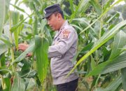 Kasium Polsek BP Peliung Pantau Lahan Jagung di Desa Bandar Jaya, Dorong Kemandirian Pangan Warga