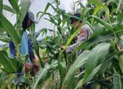 Kasium Polsek BP Peliung Lakukan Monitoring Jagung di Desa Pulau Bantan, Perkuat Ketahanan Pangan Lokal