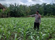 Kanit Bimas Polsek BP Peliung Pantau Lahan Jagung, Dorong Kemandirian Pangan Warga
