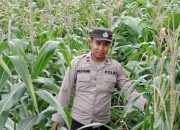 Kanit Bimas Polsek BP Peliung Tinjau Lahan Jagung di Banu Ayu, Perkuat Program Ketahanan Pangan