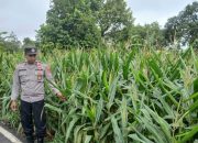 Kanit Bimas Polsek BP Peliung Monitoring Lahan Jagung di Banu Mas, Wujudkan Ketahanan Pangan Berkelanjutan