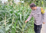 Bhabinkamtibmas Polsek BP Peliung Cek Lahan Jagung di Banu Mas, Perkuat Dukungan Ketahanan Pangan