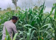 Kanit Patroli Polsek BP Peliung Pantau Lahan Jagung di Banu Mas, Perkuat Dukungan Program Pangan Nasional