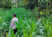 Kanit Patroli Polsek BP Peliung Pantau Pertumbuhan Jagung di Negeri Agung, Dukung Ketahanan Pangan Nasional