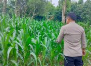 Bhabinkamtibmas Polsek BP Peliung Tinjau Lahan Jagung di Pulau Negara, Perkuat Peran Polisi dalam Ketahanan Pangan