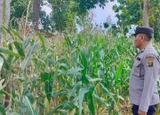Anggota Polsek BP Peliung Rutin Pantau Tanaman Jagung, Dukung Ketahanan Pangan Nasional