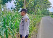 Anggota Polsek BP Peliung Pantau Lahan Jagung di Bantan, Dukung Ketahanan Pangan Masyarakat