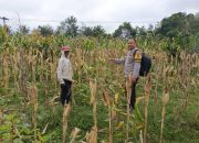 Dukung Ketahanan Pangan Nasional, Bripka Bobi Juanda Tinjau Tanaman Jagung Warga di OKU Timur