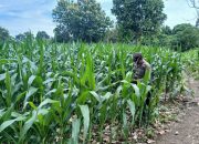 Bhabinkamtibmas Polsek BP Peliung Pantau Lahan Jagung, Dukung Ketahanan Pangan Warga