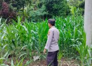 Kasium Polsek BP Peliung Rutin Pantau Lahan Jagung, Dukung Ketahanan Pangan Nasional
