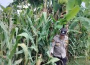 Bhabinkamtibmas Polsek BP Peliung Pantau Pertumbuhan Jagung di Desa Bantan Pelita