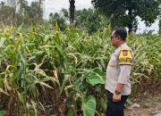 Bhabinkamtibmas Polsek BP Peliung Optimalkan Pendampingan Lahan Jagung di Desa Negeri Pakuan