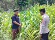 Kanit Bimas Polsek BP Peliung Perkuat Program Ketahanan Pangan Lewat Pemantauan Lahan Jagung