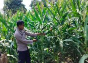 Kanit Bimas Polsek BP Peliung Lakukan Pemantauan Jagung di Desa Bantan Pelita untuk Perkuat Ketahanan Pangan