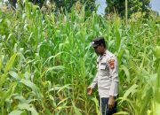 Kanit Bimas Polsek BP Peliung Pantau Lahan Jagung di Desa Saung, Dorong Kemandirian Pangan Warga