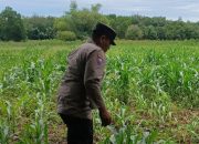 Anggota Polsek BP Peliung Monitoring Lahan Jagung di Desa Bantan, Perkuat Ketahanan Pangan Nasional