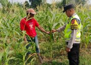 Polsek Madang Suku I Pantau Lahan Jagung Warga, Dorong Ketahanan Pangan Berbasis Masyarakat