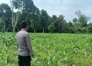 Kanit Patroli Polsek BP Peliung Pantau Lahan Jagung di Pulau Negara, Dorong Kemandirian Pangan Warga