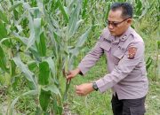 Tinjau Lahan Jagung di Desa Saung, Personel Polsek BP Peliung Perkuat Dukungan Ketahanan Pangan