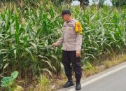 Bhabinkamtibmas Polsek BP Peliung Pantau Tanaman Jagung, Dukung Ketahanan Pangan Warga