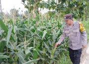 Bhabinkamtibmas Polsek BP Peliung Pantau Jagung Warga di Banu Mas, Perkuat Program Ketahanan Pangan