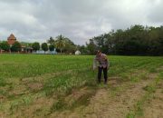 Bripka Bobi Juanda Tinjau Lahan Jagung Warga, Perkuat Ketahanan Pangan di Madang Suku I