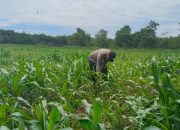 Bhabinkamtibmas Polsek BP Peliung Pantau Lahan Jagung, Dukung Ketahanan Pangan Nasional