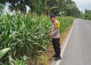Bhabinkamtibmas Polsek BP Peliung Pantau Pertumbuhan Jagung di Negeri Agung Jaya