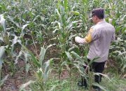 Bhabinkamtibmas Polsek BP Peliung Tinjau Lahan Jagung di Desa Banu Mas
