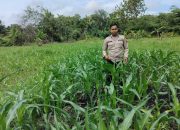 Kanit Bimas Polsek BP Peliung Tinjau Lahan Jagung di Desa Bantan, Dorong Kemandirian Pangan