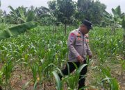 Aipda Maulana Tinjau Perkembangan Jagung di Pulau Negara, Dukung Ketahanan Pangan Warga