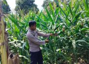 Kanit Bimas Polsek BP Peliung Pantau Lahan Jagung di Bantan Pelita, Perkuat Program Ketahanan Pangan