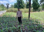 Kanit Bimas Polsek BP Peliung Tinjau Lahan Jagung di Desa Saung, Dorong Produktivitas Warga