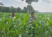 Kapolsek BP Peliung Tinjau Lahan Jagung di Desa Pulau Negara, Perkuat Ketahanan Pangan