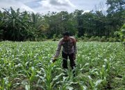 Kanit Bimas Polsek BP Peliung Pantau Lahan Jagung Warga, Perkuat Ketahanan Pangan Daerah