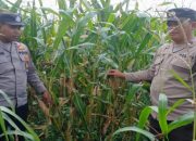 Bhabinkamtibmas Polsek BP Peliung Monitoring Lahan Jagung Warga, Dukung Ketahanan Pangan Nasional